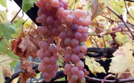 Margaz Üzümüne Türk Patent Kurumu’ndan Coğrafi İşaret Tescili