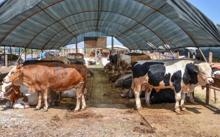Tüketiciler Birliği'nden Kurbanlık Alımına Dair Kritik Uyarı