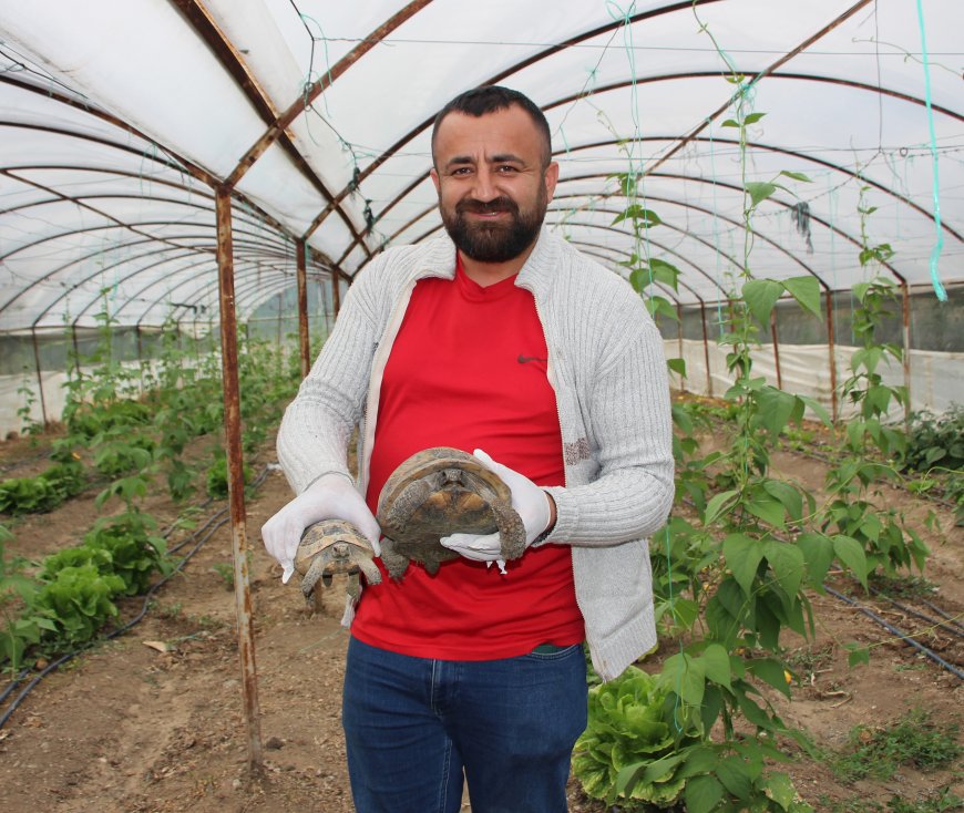 Kumlucalı Çiftçi Serasını Basan Kaplumbağalardan Dertli