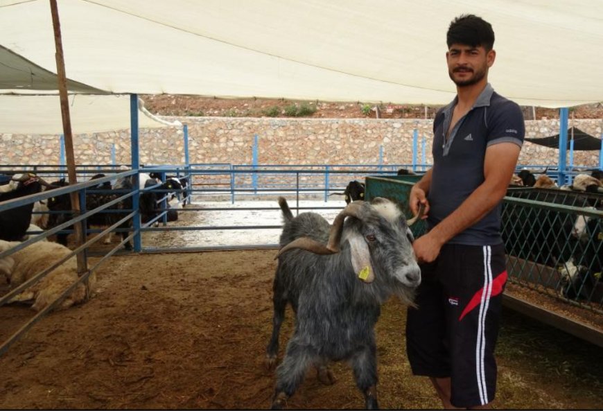 Bayram Öncesi Alanya’da Kurban Pazarı Canlandı