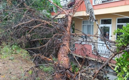 Manavgat’ta Boş Arazideki Ağaç 4 Katlı Binaya Devrildi