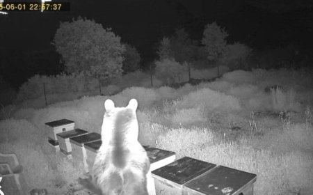 Antalya’da Ayı, Arı Kovanlarını Parçaladı