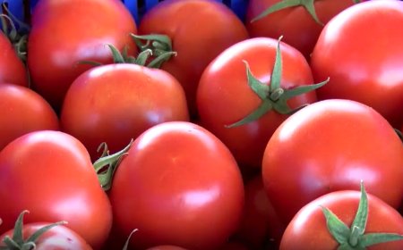 Antalya’nın Dış Ticareti Büyüyor: Tarımın Payı %61’e Yükseldi