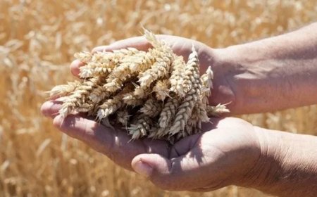 Milli Tohum Hamlesi Büyüyor: Tarımda 60 Yeni Çeşit