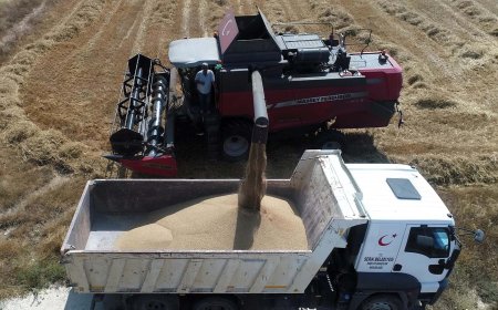 Serik Belediyesi Kendi Buğdayını Üretiyor, Hasat Zamanı Geldi