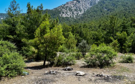 Antalya Ormanları Tehlikede: Yasaklara Rağmen Ateş Yakılıyor