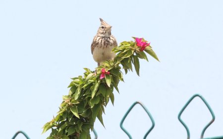 Bilim Kurulu’nun titiz çalışmaları sonuç verdi Boğaçayı’nda 220 kuş türü gözlemlendi