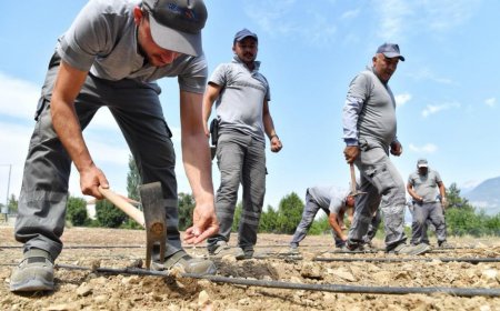 Konyaaltı Belediyesi Çandır Fasulyesi Ekimini Gerçekleştirdi