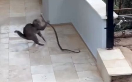 Antalya'da Apartman Girişinde Nefes Kesen Kedi-Yılan Mücadelesi