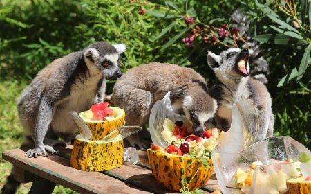 Antalya'da Kavurucu Sıcağa Karşı Hayvanlara Buzlu Serinlik