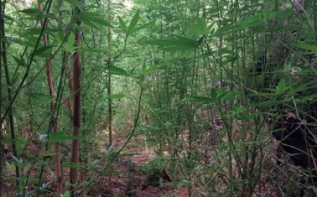 Serik’te Kenevir Ekimi Yapanlara Jandarma Baskını