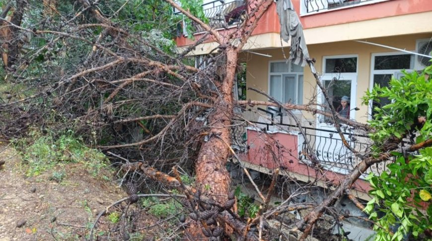 Manavgat’ta Boş Arazideki Ağaç 4 Katlı Binaya Devrildi