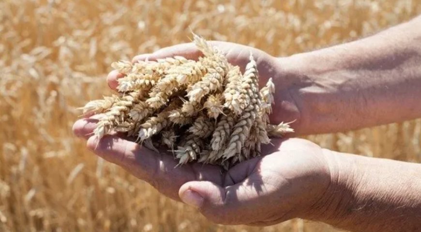 Milli Tohum Hamlesi Büyüyor: Tarımda 60 Yeni Çeşit