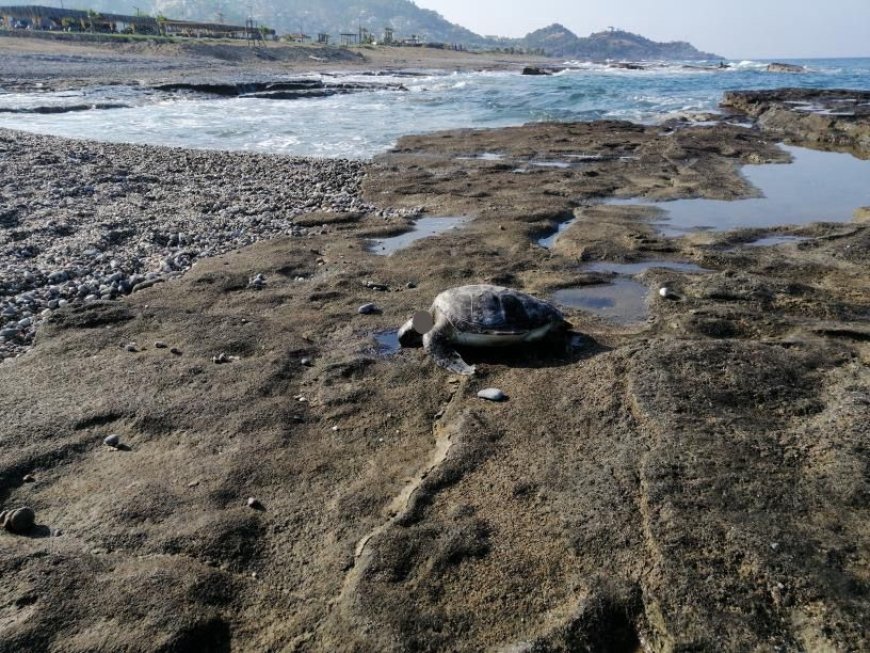 Gazipaşa'da caretta başı kesilmiş halde bulundu
