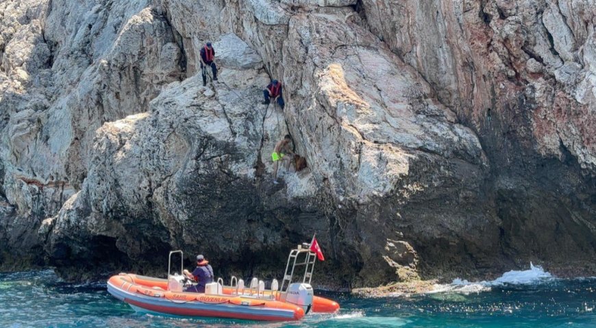 Alanya Sahil Güvenlikten Dağ Keçisine Hayat Kurtaran Müdahale