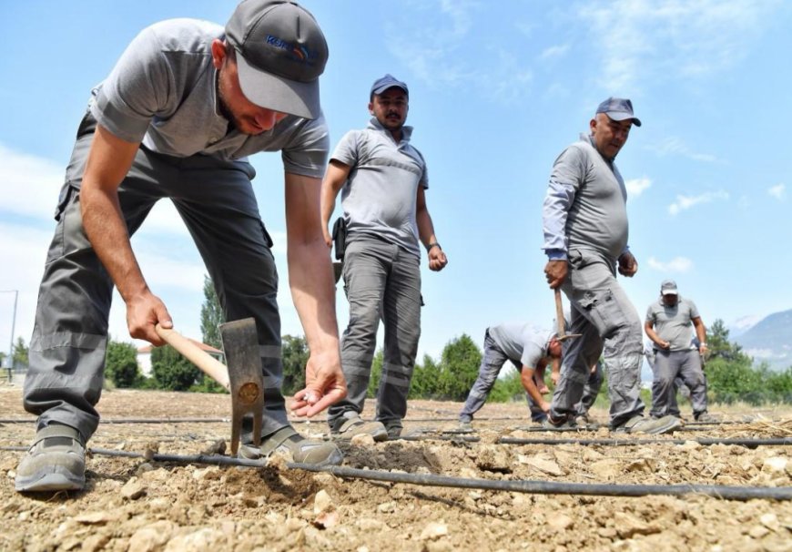 Konyaaltı Belediyesi Çandır Fasulyesi Ekimini Gerçekleştirdi