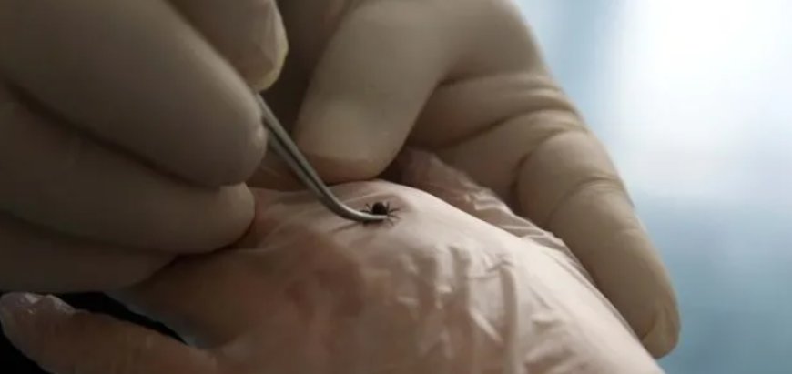 Yaz Aylarında Kene Riskine Dikkat: Uzmanlar Uyarıyor