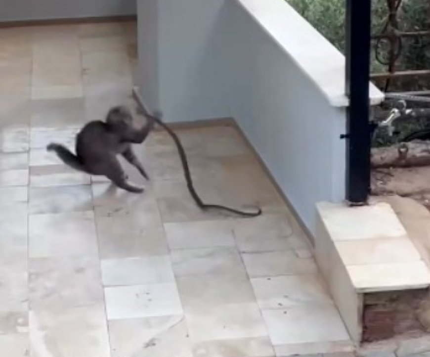 Antalya'da Apartman Girişinde Nefes Kesen Kedi-Yılan Mücadelesi
