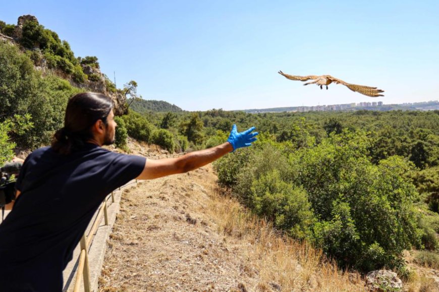 Antalya Doğal Yaşam Parkı’nda Bakılan Kerkenezler Özgürlüklerine Kavuştu