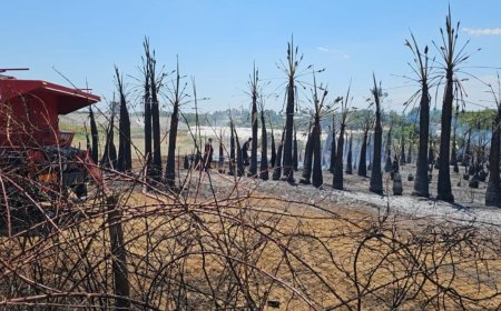 Antalya’da Aksu’da Kırsal Yangın: Zeytin ve Palmiyeler Zarar Gördü