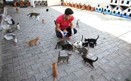 Kemer Belediyesi Sokak Hayvanlarına Sahip Çıkmaya Devam Ediyor
