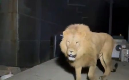 ANTALYA’NIN MANAVGAT İLÇESİNDE KAÇAN ASLAN ÇİFTÇİYİ YARALADI