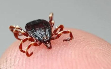 Uzmanlar Uyarıyor: Kene Isırıkları Hayati Tehlike Taşıyor