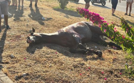 Antalya’da Seyir Halindeki Araca At Çarptı: Araçta 3 Kişi Yaralandı