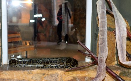 Antalya Doğal Yaşam Parkı’nda Yılanların Deri Değiştirme Süreci İlgi Görüyor