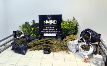 Serik’te Uyuşturucu Operasyonu: 54 Kök Hint Keneviri Ele Geçirildi