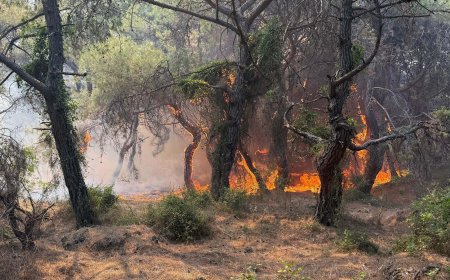 Yangınlar Sadece Ormanı Değil, İnsan Sağlığını da Yakıyor