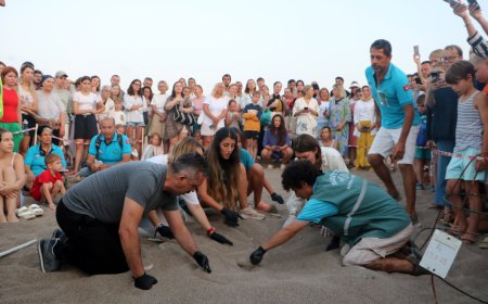 Carettalar Denizle Buluştu: Çıralı’da Sezonun İlk Yavruları Yuvadan Çıktı