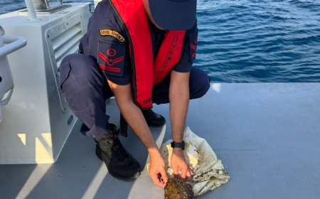 Antalya’da Tehlike Altındaki Kaplumbağaya Anında Müdahale