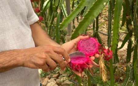 Alanya'da Ejder Meyvesi Hasadı Başladı: Üretici Fiyatlardan Memnun