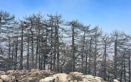 Alanya'da Orman Yangını Kontrol Altına Alındı, Aksu’da Tehlike Sürüyor