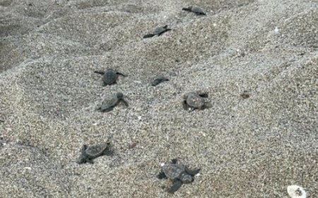 Gazipaşa Sahillerinde Caretta Yuvaları Tehlikede