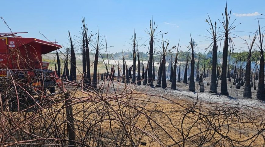 Antalya’da Aksu’da Kırsal Yangın: Zeytin ve Palmiyeler Zarar Gördü