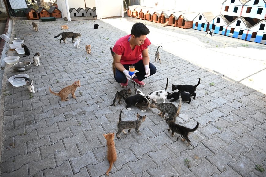 Kemer Belediyesi Sokak Hayvanlarına Sahip Çıkmaya Devam Ediyor