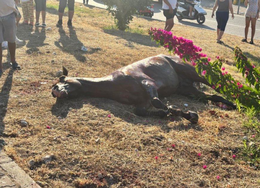 Antalya’da Seyir Halindeki Araca At Çarptı: Araçta 3 Kişi Yaralandı