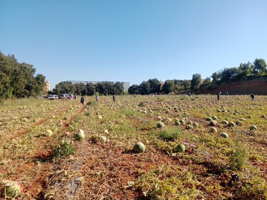 Serikli Üretici 120 Ton Karpuzu Hayrına Dağıttı