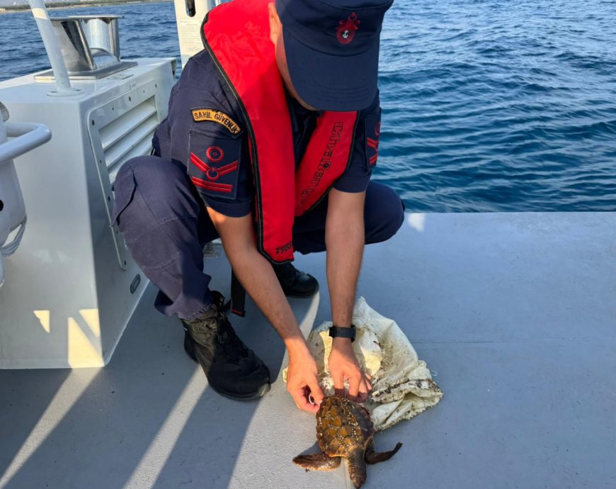 Antalya’da Tehlike Altındaki Kaplumbağaya Anında Müdahale
