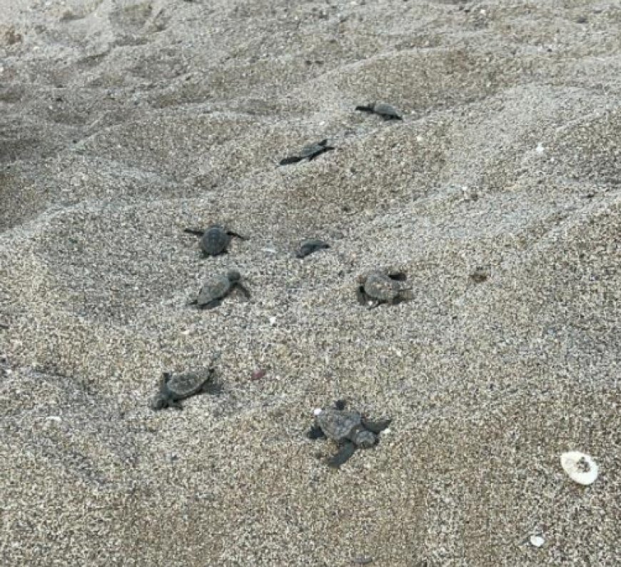 Gazipaşa Sahillerinde Caretta Yuvaları Tehlikede