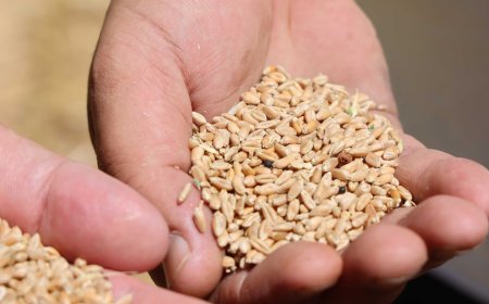 Antalya’da Halk Ekmek İçin Buğday Hasadı Başladı