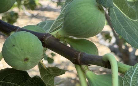 Aşırı Sıcaklar İncir Rekoltesini Vurdu: Beklenen Artış Yerini %50 Düşüşe Bıraktı