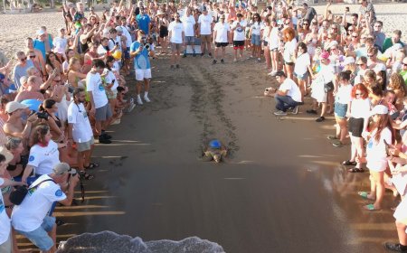 Türkiye’nin İlk Yerli Uydu Takip Cihazı Caretta Caretta'ya Takıldı