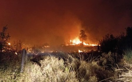 Serik’te Orman Yangını: 10 Dönüm Alan Zarar Gördü