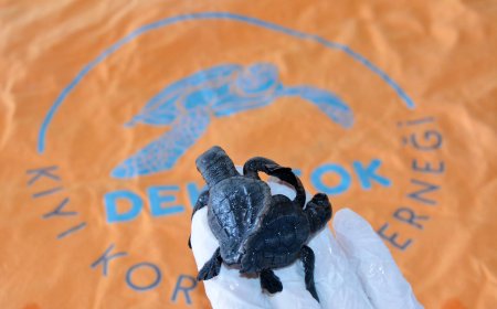 Türkiye'de Bir İlk: Canlı Siyam İkizi Caretta Carettalar Tespit Edildi