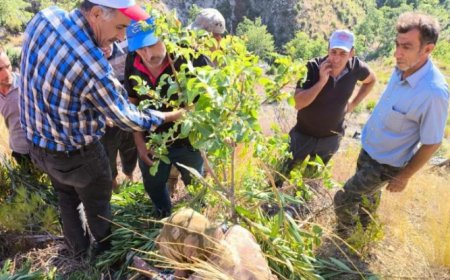 Gündoğmuş'ta Kaybolan Alzheimer Hastası Yaşlı Kadın, Evine Yakın Bahçede Bulundu