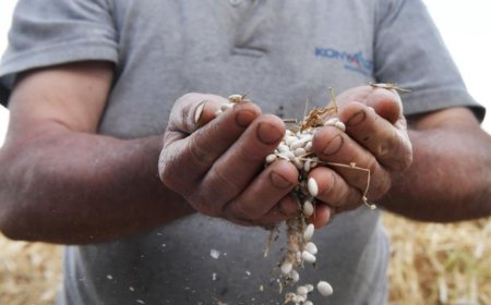 Konyaaltı'nın tarihi lezzeti Çandır fasulyesi için Türk Patent ve Marka Kurumu'na ‘Coğrafi İşaret' başvurusu yapıldı.
