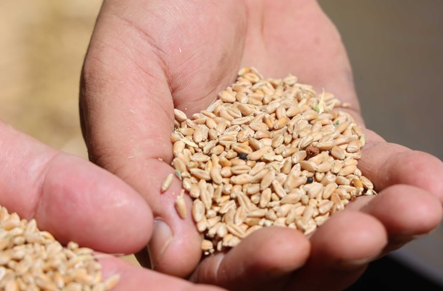 Antalya’da Halk Ekmek İçin Buğday Hasadı Başladı